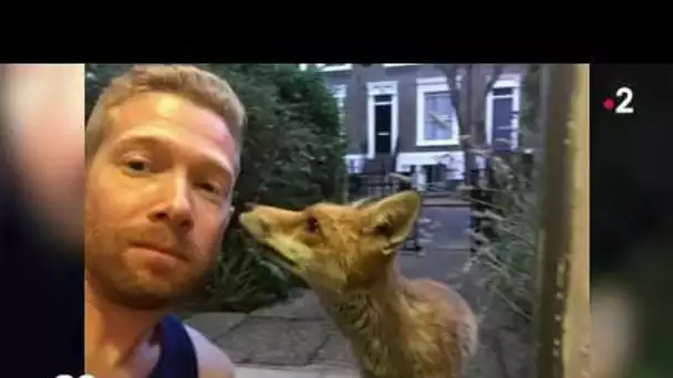 Quand les renards envahissent les rues de Londres