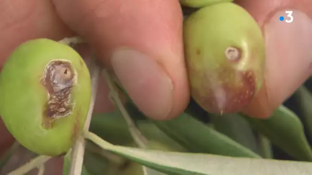 Vaqui. Quels outils utiliser pour la récolte des olives ?