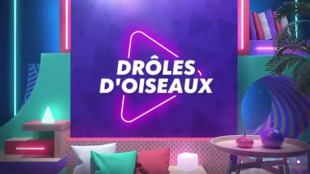 LA GRANDE VIDÉO PARTY - INÉDIT : BÊTISIER DRÔLES D'OISEAUX