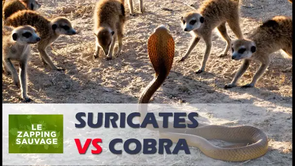 Des suricates plus forts qu&#039;un cobra ! - ZAPPING SAUVAGE 17