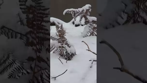 De la neige est attendue cette semaine en France. Plusieurs régions seront touchées. ❄