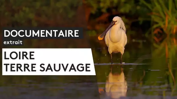 Documentaire. "Loire, terre sauvage" (Extrait)