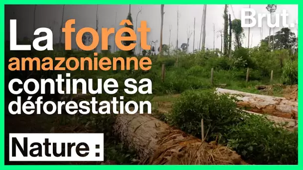 Brésil : la déforestation se poursuit à un rythme effréné