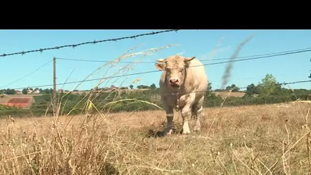 Sécheresse : les élevages de bovins charolais sont-ils condamnés à disparaître ?