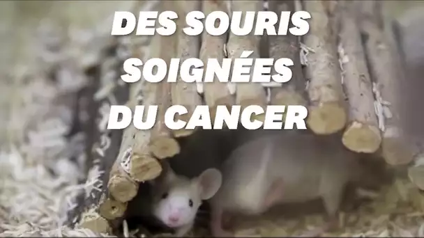 Des bactéries dirigées comme un cheval de Troie pour soigner le cancer