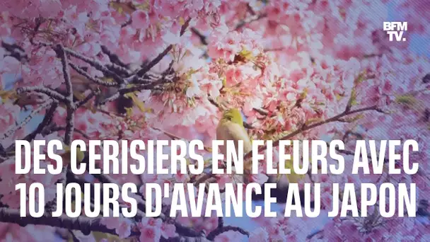 Au Japon, la floraison des cerisiers a commencé avec dix jours d'avance