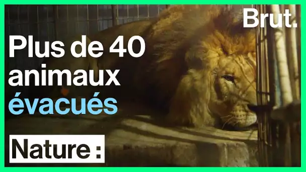 Zoo de Rafah : plus de 40 animaux évacués