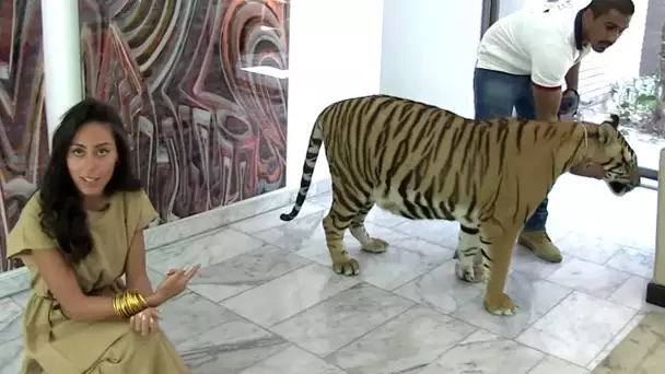 Un tigre comme animal de compagnie