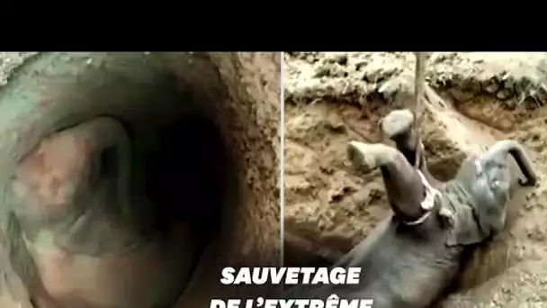 En Inde, le sauvetage d'un éléphant tombé au fond d'un puits