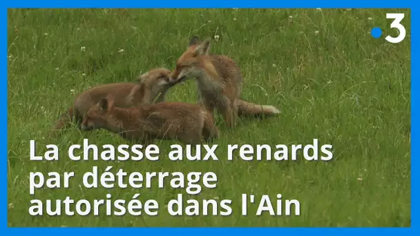 La préfète de l'Ain réautorise le "déterrage" des renards