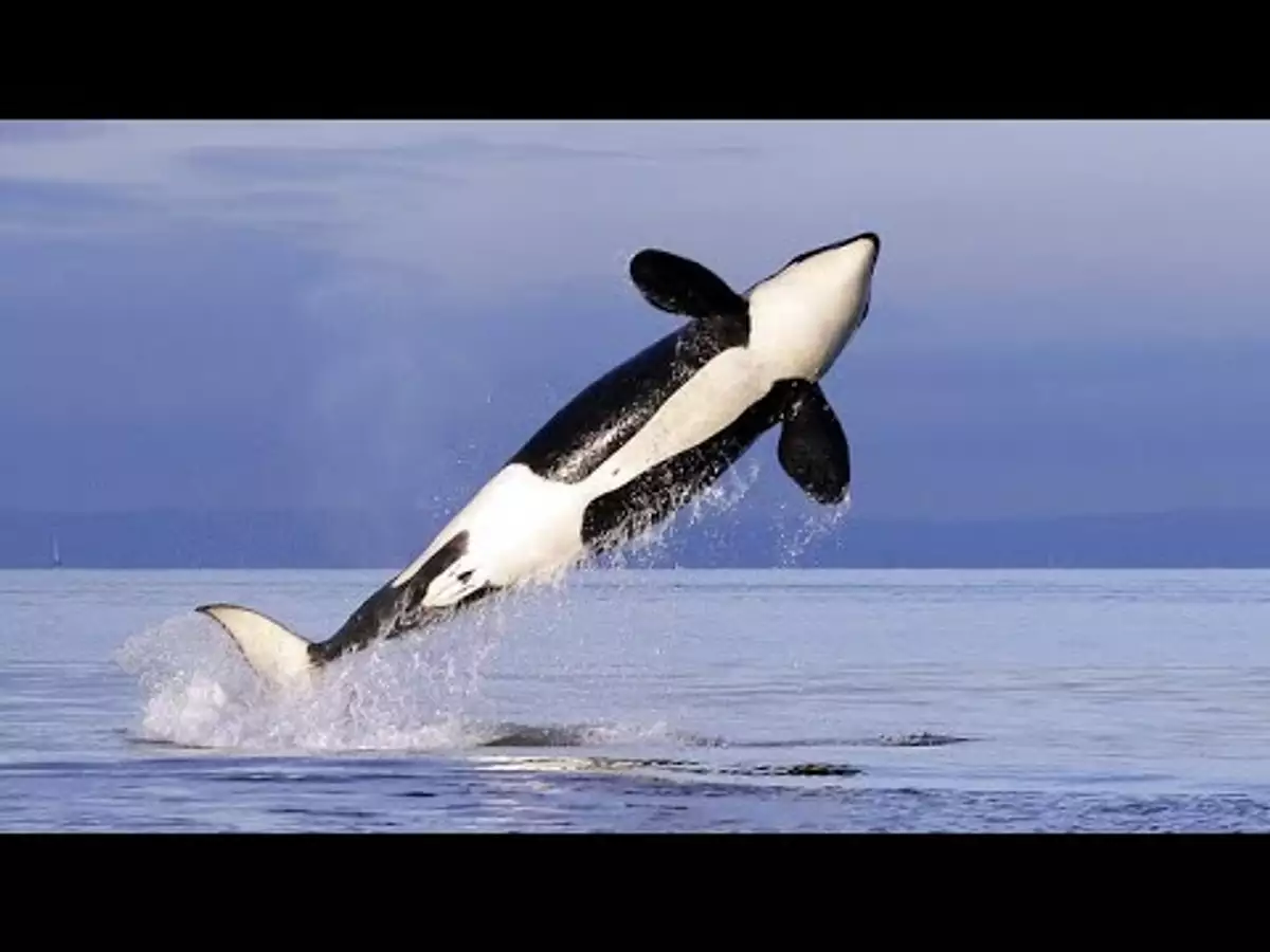 Касатки документальный. Кит-Касатка. Касатка и Дельфин. Антарктида кит Касатка. Охотское море касатки.