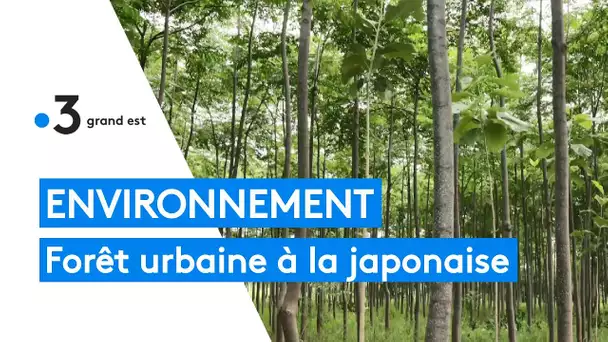 Environnement : une forêt alsacienne à la mode japonaise