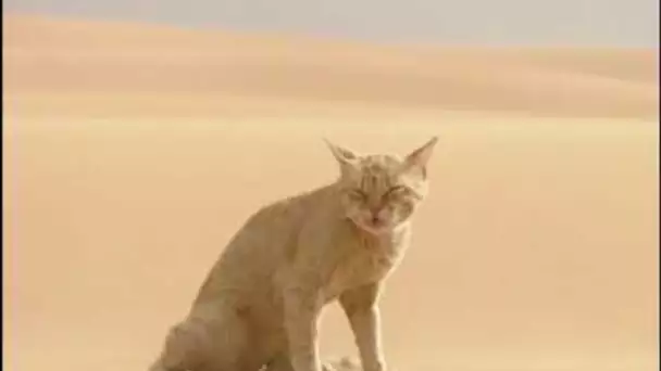 Animaux du désert | Documentaire