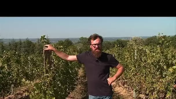 Le vin au naturel 1/5 : Vincent Alexis du château Barouillet