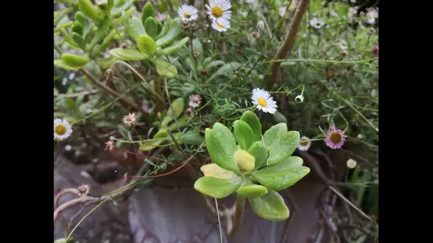 L'été en Bretagne : à la découverte de Plouguiel