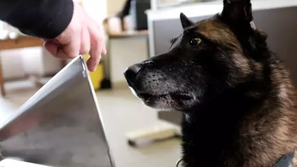 Ces animaux qui nous aident à mieux vivre