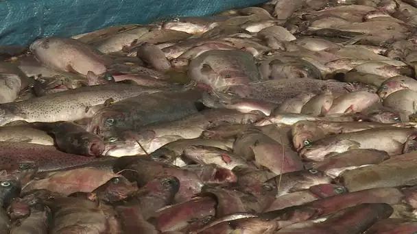 Coup dur pour la pisciculture de Pignans dans le Var : entre 20 000 et 30 000 truites mortes