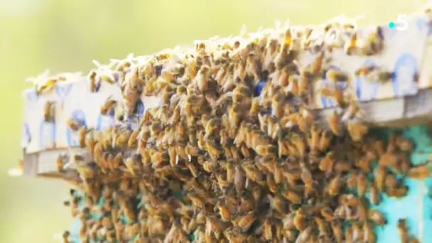 Abeilles tueuses VS abeilles fragiles - ZAPPING SAUVAGE