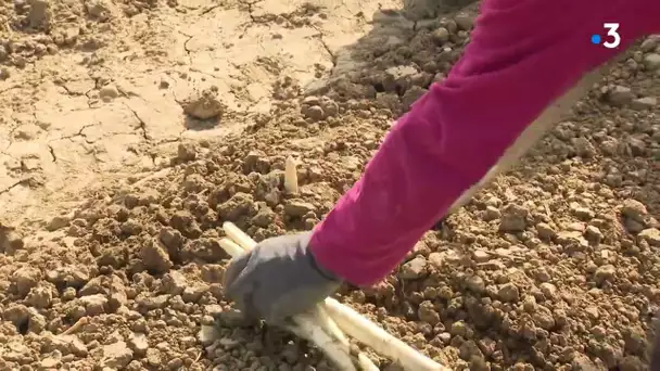 Aude : blanches ou vertes, les asperges du Lauragais sont précoces et poussent en quantité