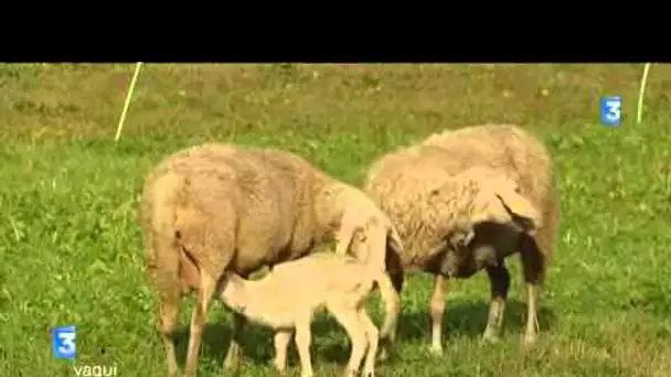 Bande annonce VAQUI Pastoralisme Piémont