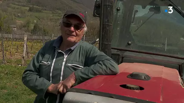 Savoie : retour du gel dans les vignes, les producteurs de vin inquiets