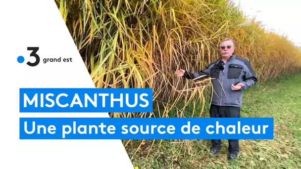 Chauffage : oubliez le bois, le gaz et le fioul, cette commune se chauffe au miscanthus