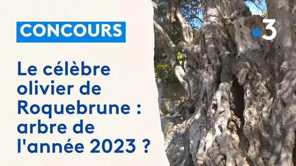 Parmi les concurrents du concours national du plus bel arbre un olivier de Roquebrune-Cap-Martin