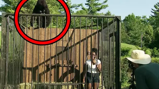Le gardien de zoo est attaqué par un gorille
