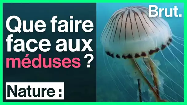 Que faire face aux méduses ?