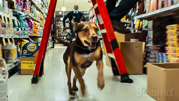 Ce pitbull retourne un supermarché 😂 | L'Incroyable aventure de Bella | Extrait VF