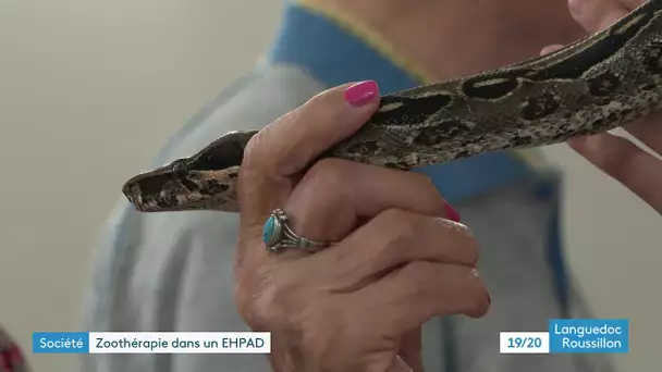 Insolite : caresser des serpents peut redonner le moral aux résidents d’un Ehpad de Narbonne