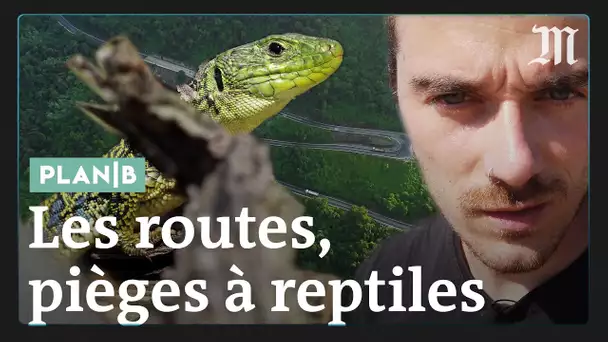 Pourquoi les routes sont de véritables pièges à reptiles #PlanB