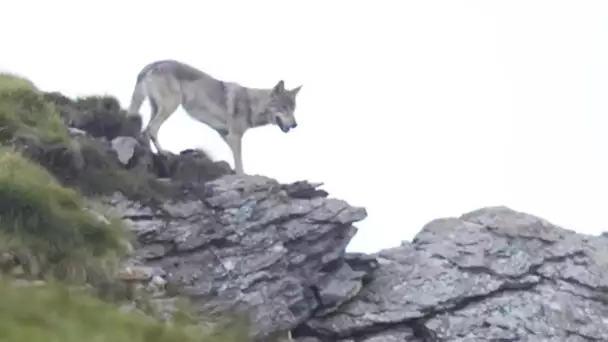 Loup VS vaches - ZAPPING SAUVAGE