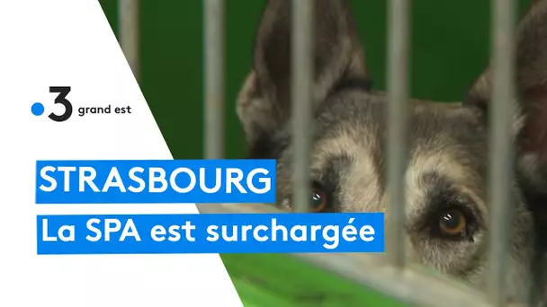 Animaux : la SPA de Strasbourg est surchargée