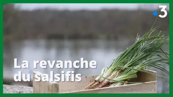 La revanche du salsifis entre les bords de Loire et la Touraine