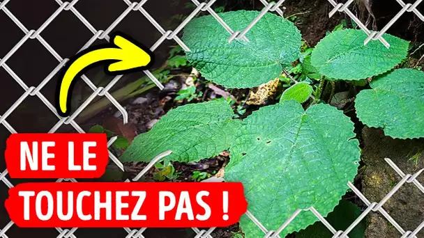 Si vous voyez cette plante, NE LA TOUCHEZ JAMAIS + D'AUTRES DANGERS CACHÉS