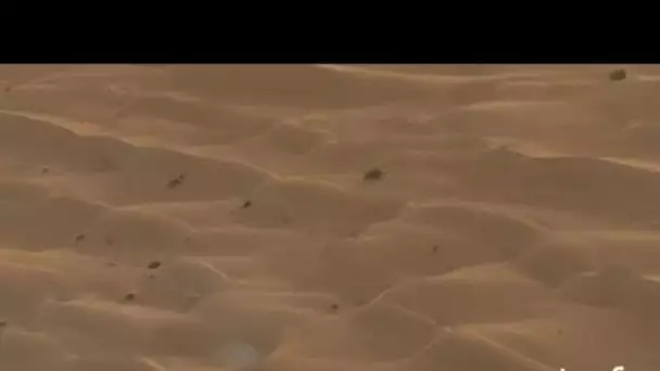 Mauritanie : caravane de dromadaires dans les dunes