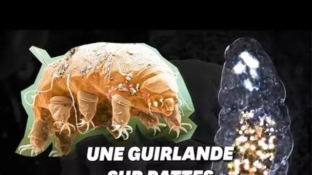 Vous ne serez jamais aussi bling-bling que ce tardigrade