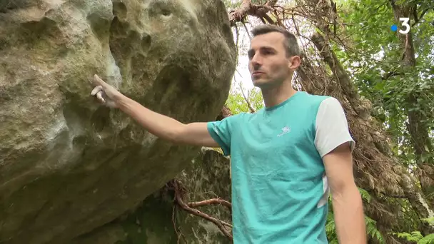 A la découverte de la forêt de Fontainebleau, un spot réputé d'escalade