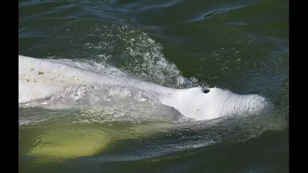 Beluga coincé dans la Seine : Les espoirs de sauvetage s'amenuisent