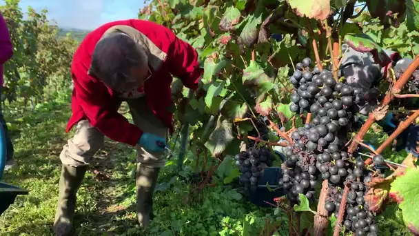 LOT |  retour des vendanges et première cuvée à Figeac depuis plus de 100 ans...