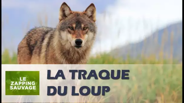 Ce loup part en chasse - ZAPPING SAUVAGE 37
