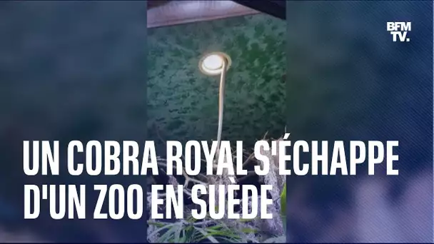Suède: un cobra royal s'échappe d'un zoo