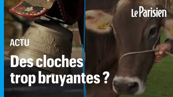 Suisse : des vaches accusées de « tapage nocturnes » à cause de leur cloche