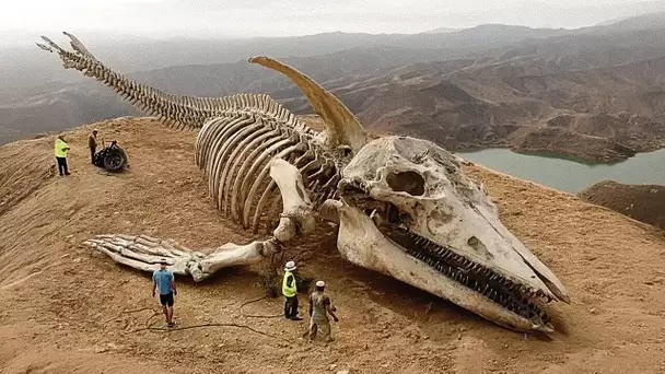 Le Monstre Marin le Plus Dangereux de l’Histoire Découvert sur une Montagne du Canada