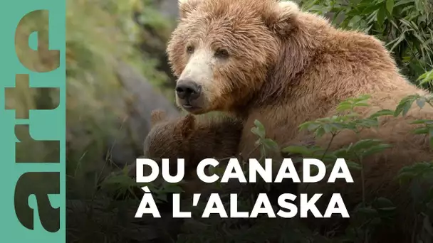 Les ours bruns, colosses de l’Alaska | ARTE Family