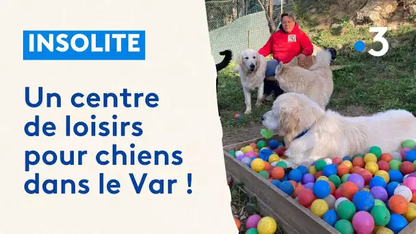 Les chiens ont aussi droit à un centre de loisirs à la journée !