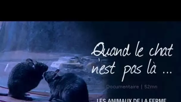 Quand le chat n'est pas là... - film documentaire animalier