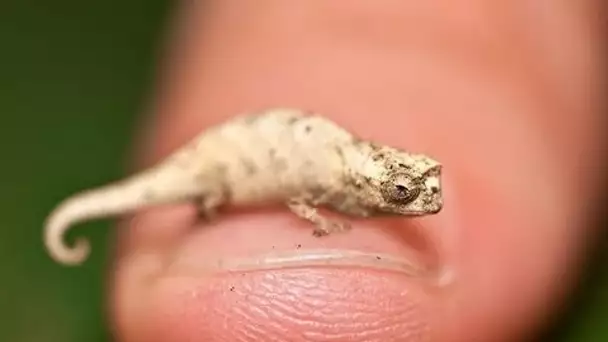 Le plus petit caméléon du monde - ZAPPING SAUVAGE