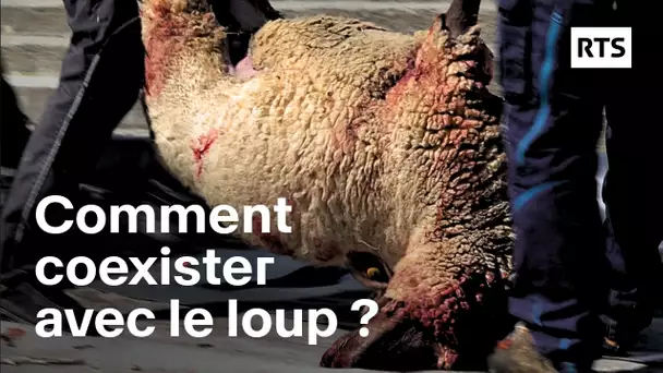Attaques de loups : comment les agriculteurs font face au prédateur | RTS